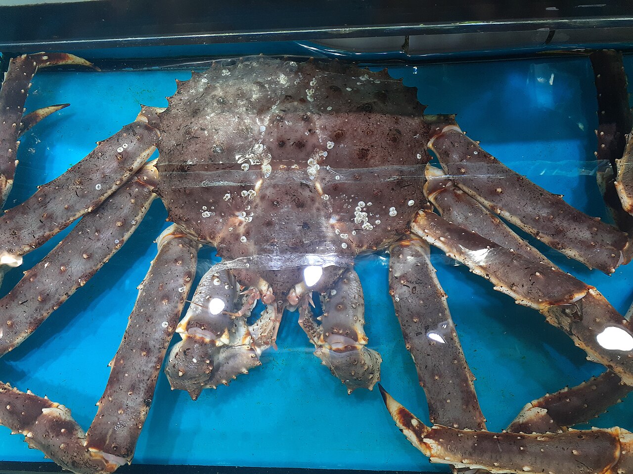 Ghẹ xanh 31