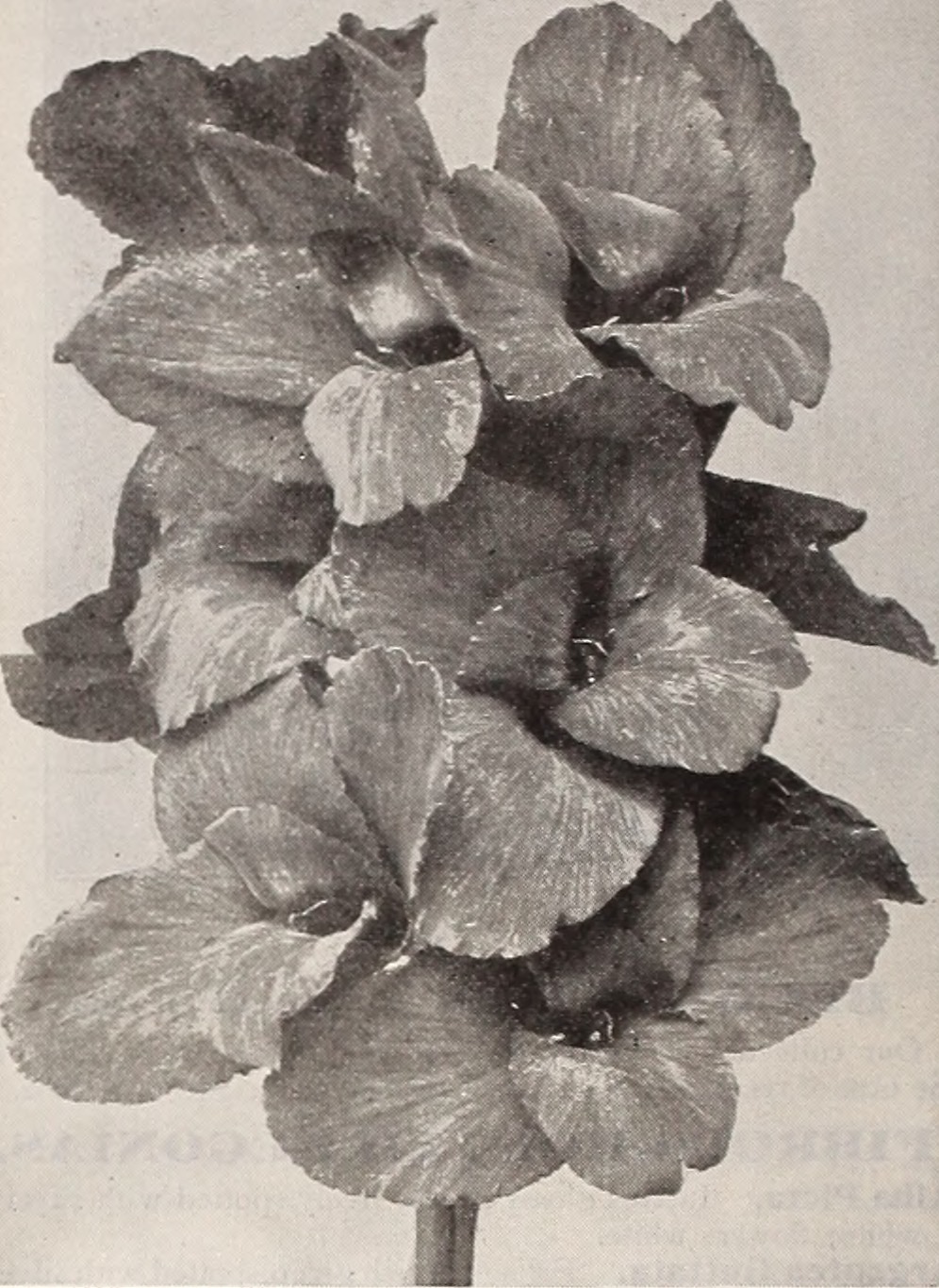 Kệ hoa khai trương 90