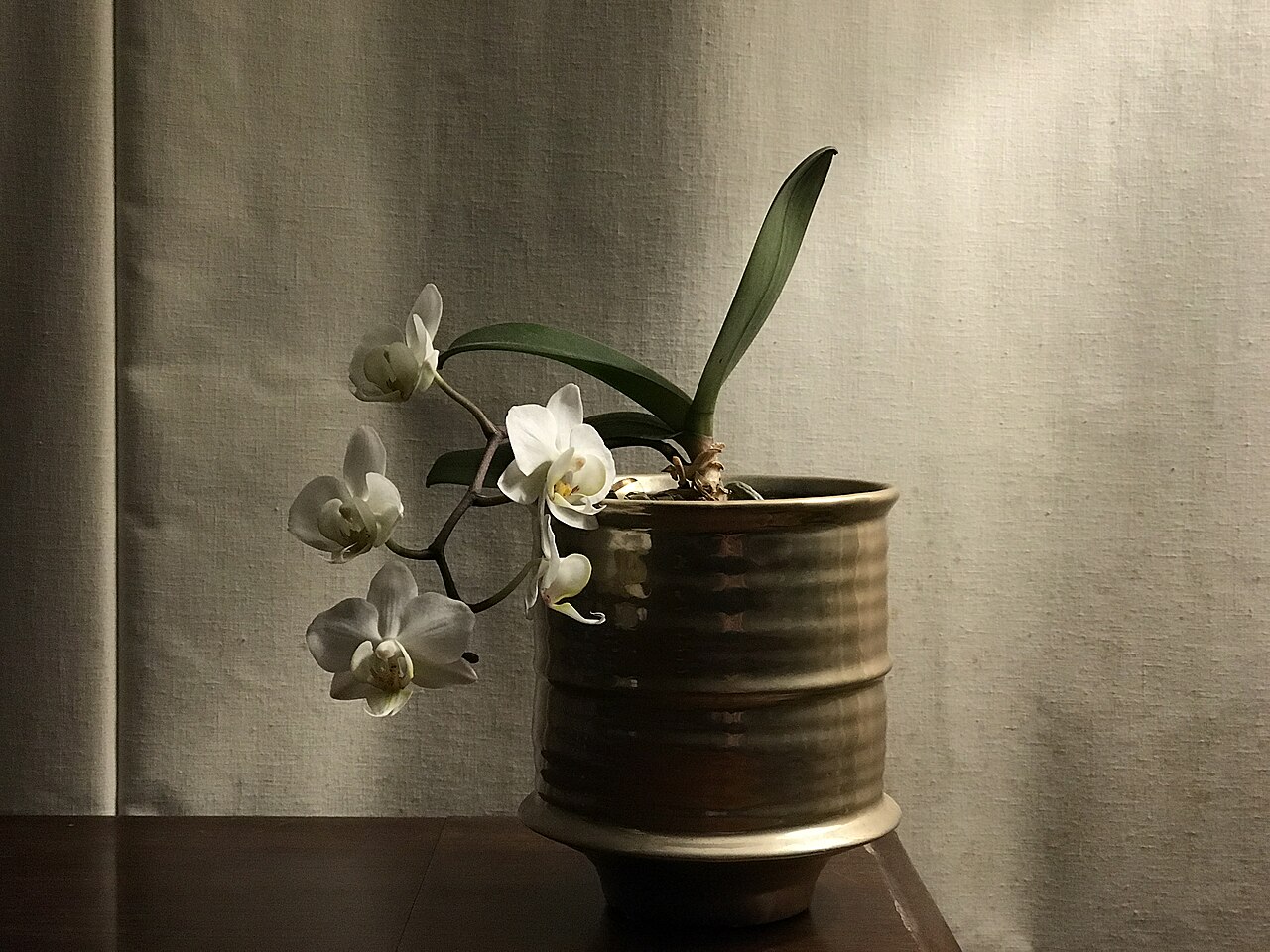 Lan hồ điệp 86
