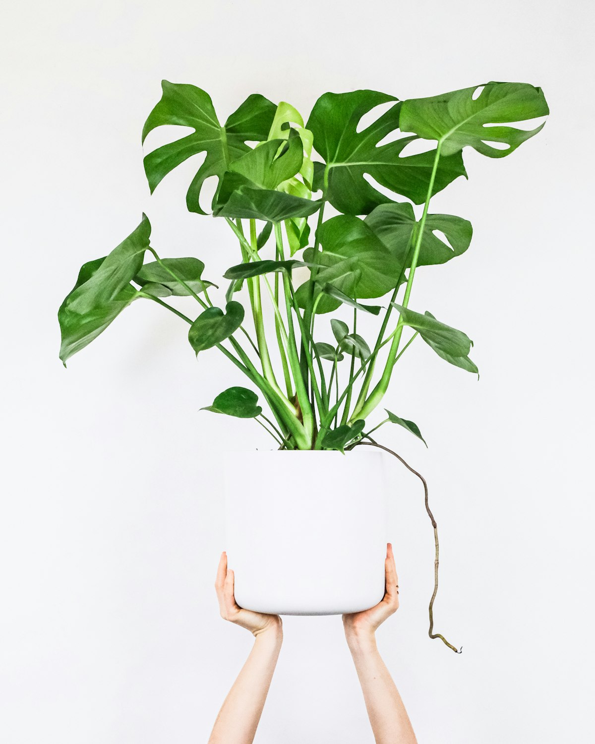 Monstera lá xẻ 64