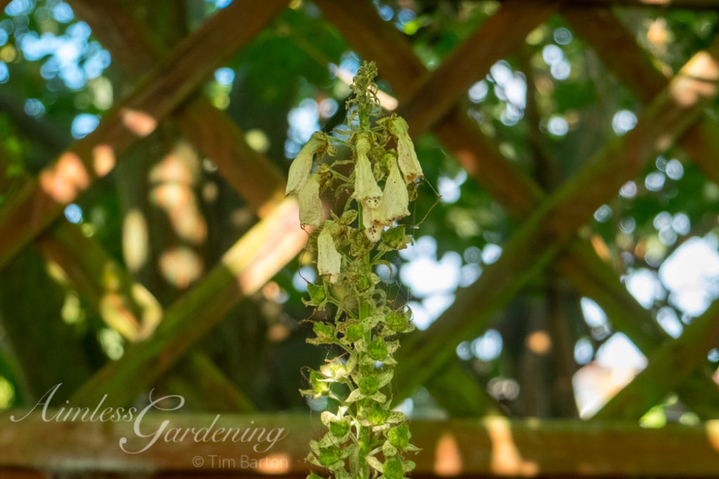 Dead Foxglove