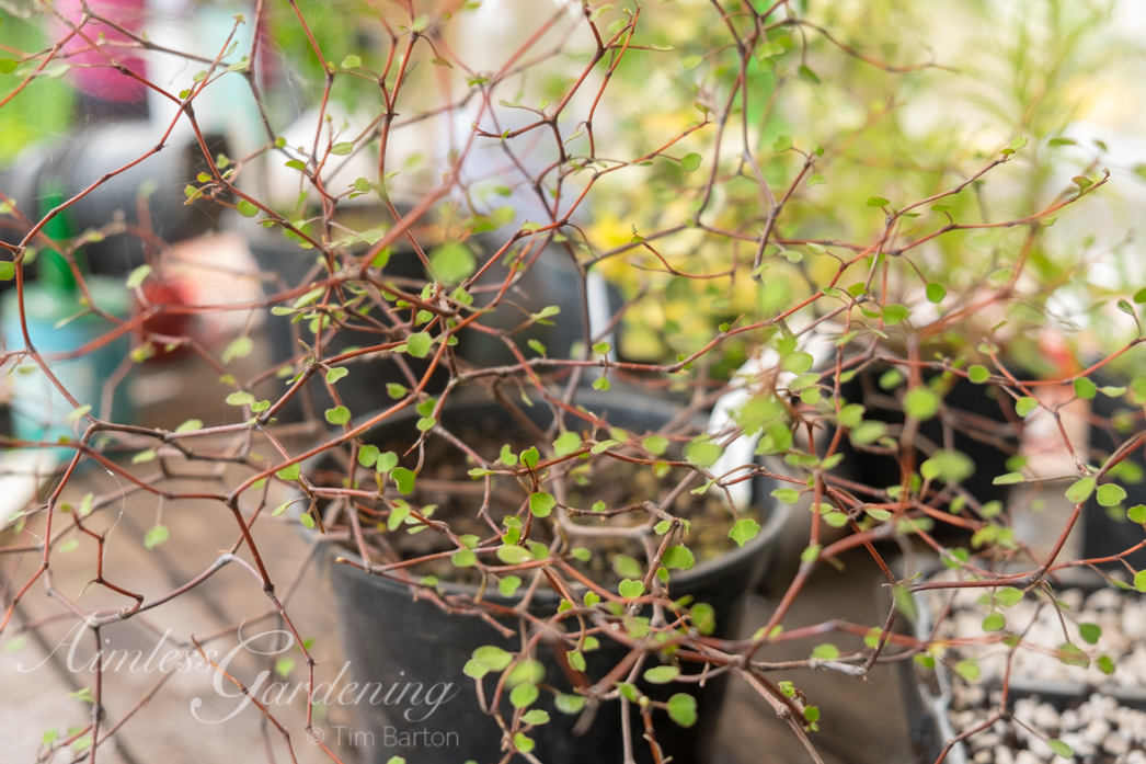 Meulenbeckia astonii