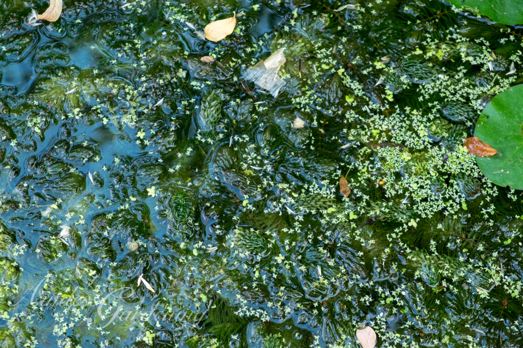 Pond