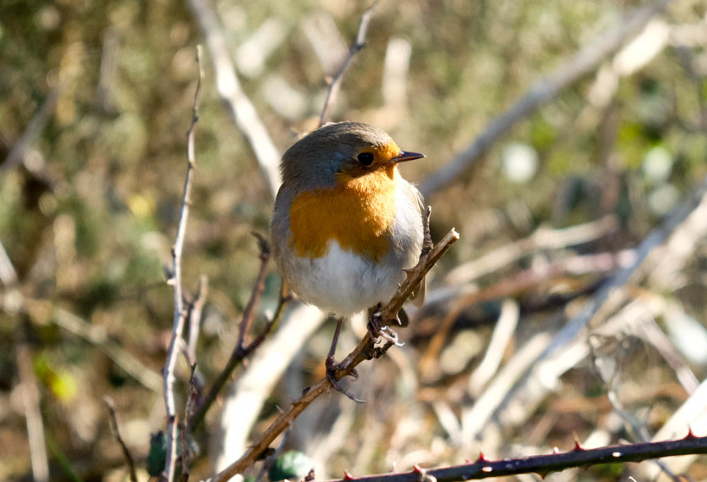 A robin