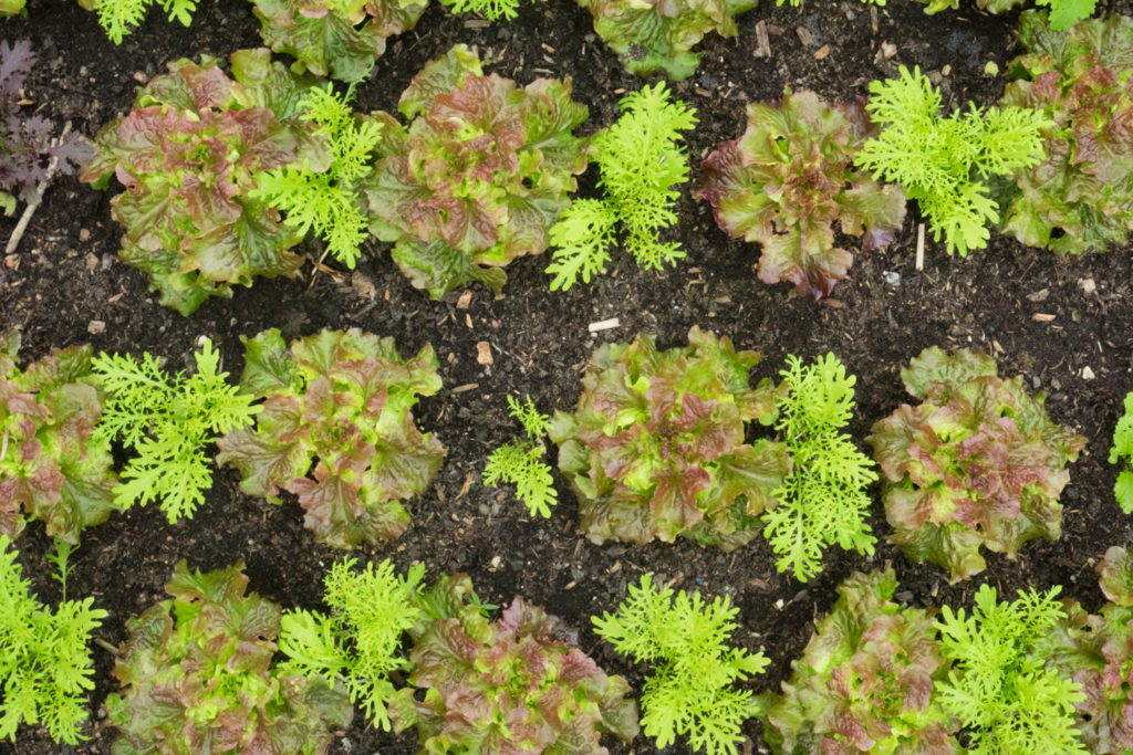 Lettuce