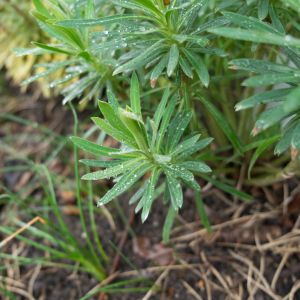 Euphorbia