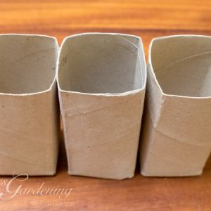 Toilet roll plant pots