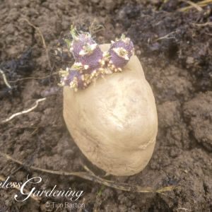 Chitting potato