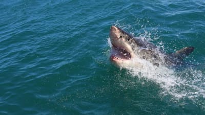 Nearly 1 000 Pound Great White Shark Pings Off Florida Coast