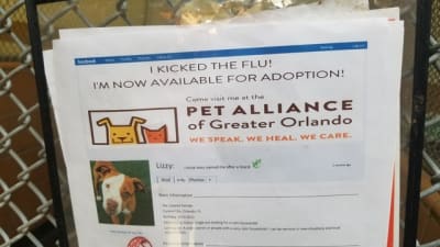 Pet Alliance resumes adoptions after dog flu outbreak Pet Alliance resumes adoptions after dog flu outbreak