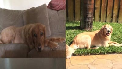 2 Golden Retrievers Shot By Gun In Pembroke Pines Backyard Police Say