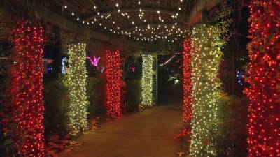 Wgenoeychtwkfm Christmas Lights Jacksonville Zoo 2021