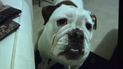 petsmart grooming appointments