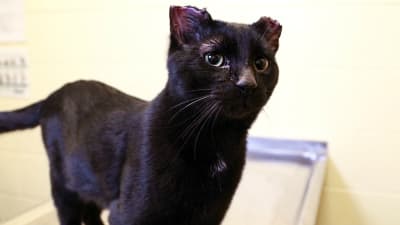 Cat ready for adoption after being found abused, mutilated in Westland Cat ready for adoption after being found abused, mutilated in Westland