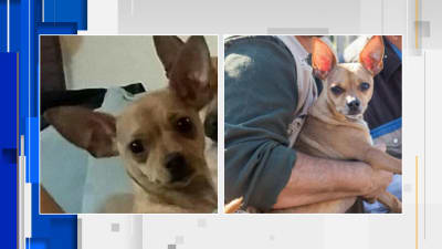 Missing Chihuahua reunited with family after New Year's Eve car crash