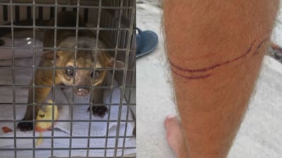 Pictures show aftermath of kinkajou attack on Florida man Pictures show aftermath of kinkajou attack on Florida man