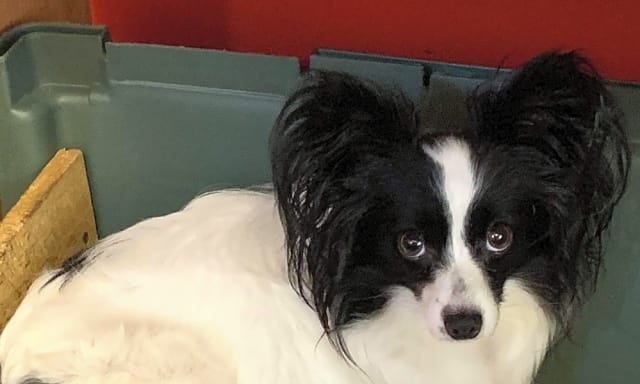 stafford county animal shelter petfinder