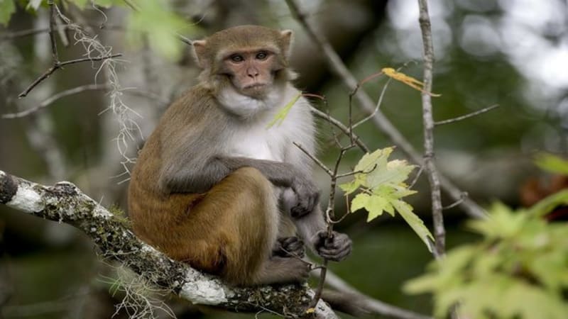 In this Friday, Nov. 10, 2017 photo, a rhesus macaques monkey observes kayakers as they navigate along the Silver River in Silver Springs, Fla. Wildlife managers in Florida say they want to remove the roaming monkeys from the state in light of a new study published Wednesday, Jan. 10, 2018, that finds some of the animals are excreting a virus that can be dangerous to humans.