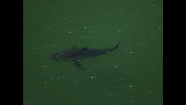 Great White Shark Katharine Returns To Central Florida Coast