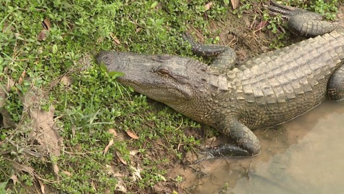 19 alligator incidents in the Houston area you might remember