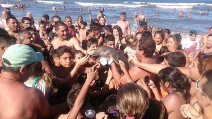 Baby dolphin dies after beachgoers pass it around for selfies