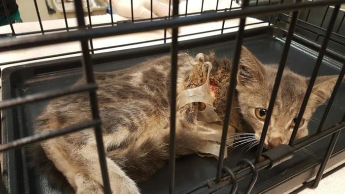 Kitten stuck in six-pack plastic ring Kitten stuck in six-pack plastic ring