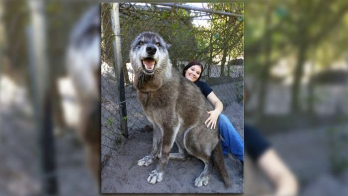 large wolf dog breeds