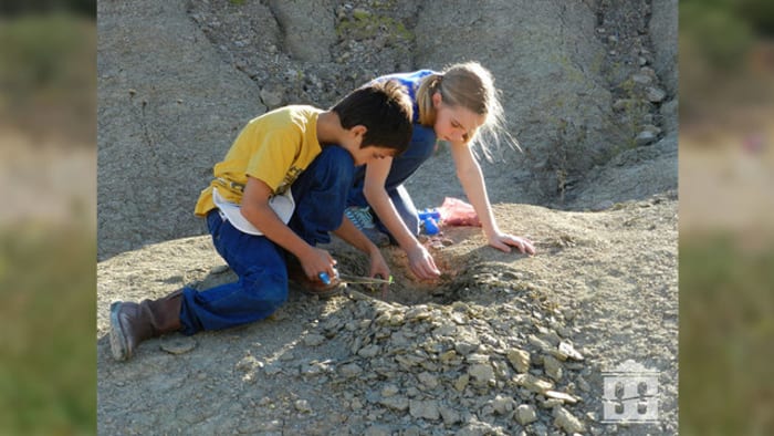 Texas park lets visitors dig for 300-million-year-old fossils and keep them