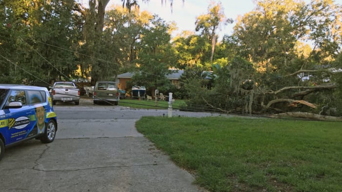 Massive Tree Topples In Orange Park Snapping Power Lines