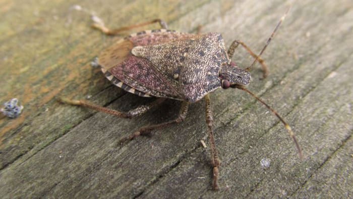 Stink Bugs Why Are There So Many And How Do I Get Rid Of Them