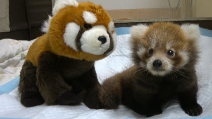 Despite Sad Start Cutest Red Panda You Ve Ever Seen Is Now Living His Best Life