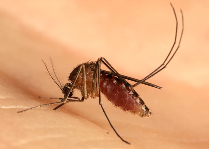 Probable human case of West Nile Virus detected in Oakland County -- tips to prevent mosquitoes