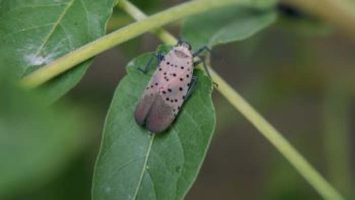 Invasive spotted lanternfly detected in Michigan -- here's what to know