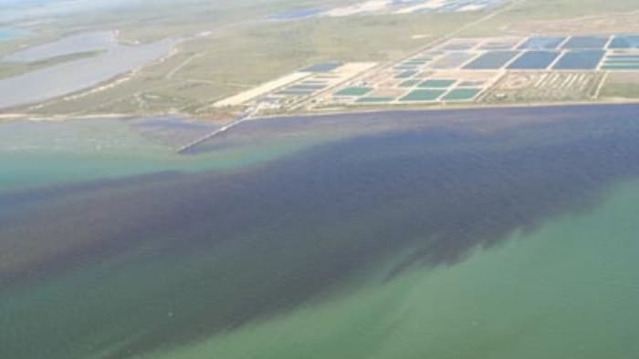 Red tide detected near Crystal Beach on Galveston's Bolivar Peninsula