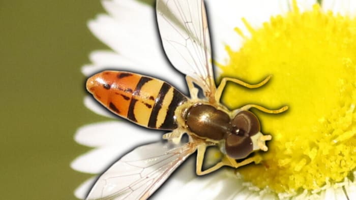 Some insects are changing, Florida experts say — and here's how