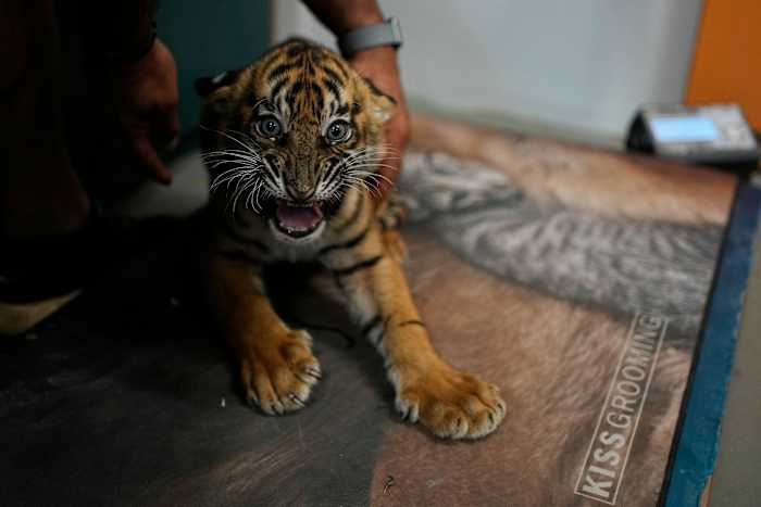 World's most endangered tigers born in Greece as zoos build a safety net