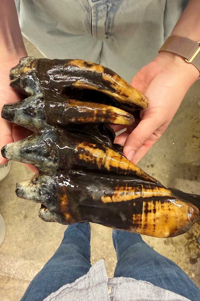 Well-preserved tooth from Pacific mastodon found in a creek in San Francisco Bay Area