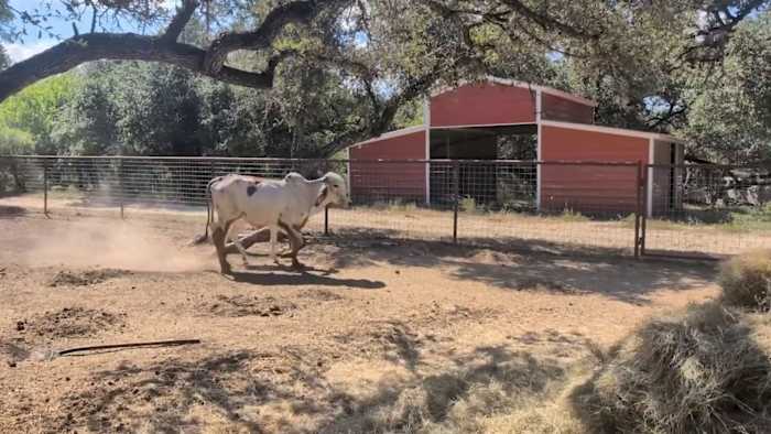 Bandera County sanctuary owner calls animal seizure a setup No charges have been filed. A hearing is set for Sept. 14 to determine the fate of the animals Keep Watching Bandera County sanctuary owner calls animal seizure a setup Copyright 2026 by KSAT - All rights reserved.