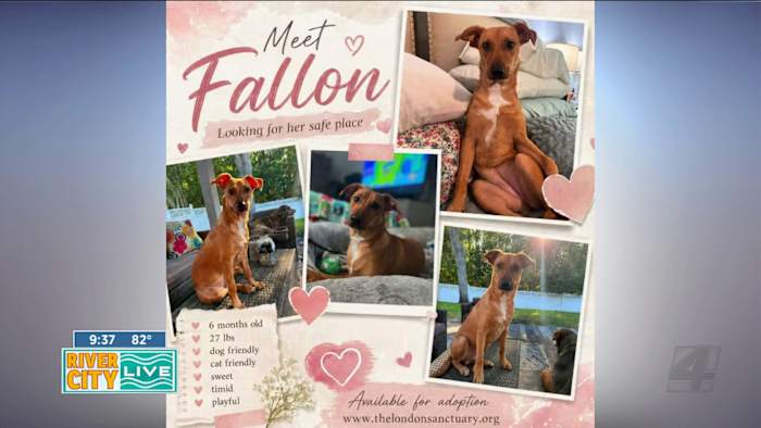 Passion 4 Pets: Meet Fallon