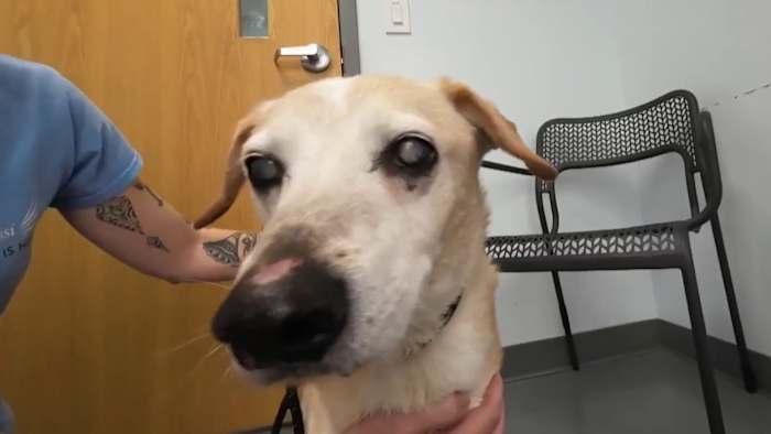 Forever Fosters needed for senior pets at Angels of Assisi in Roanoke