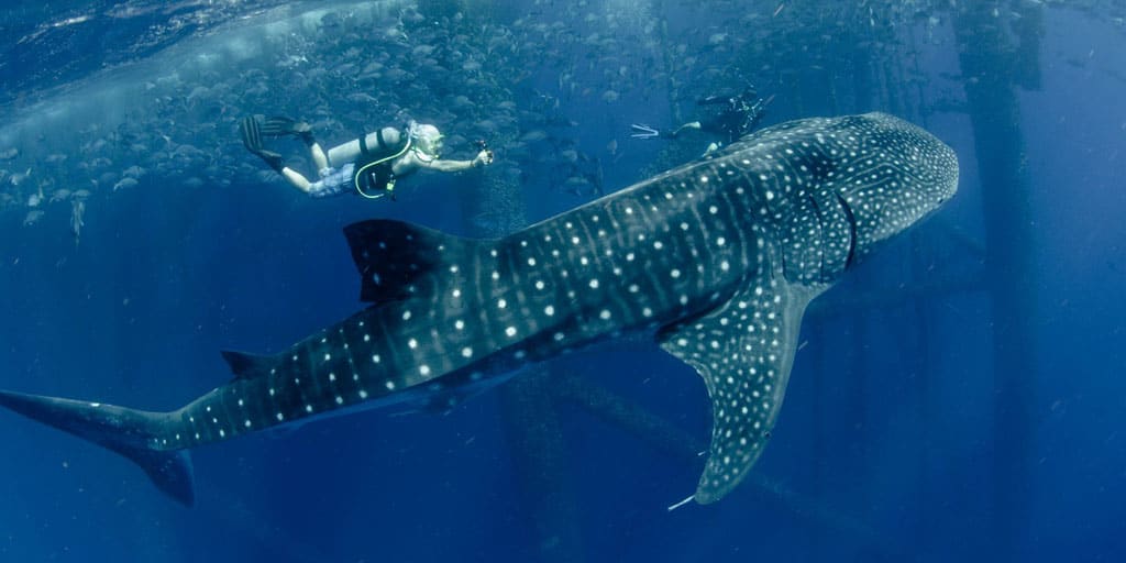 Did you know the world's largest species of shark has been ...
