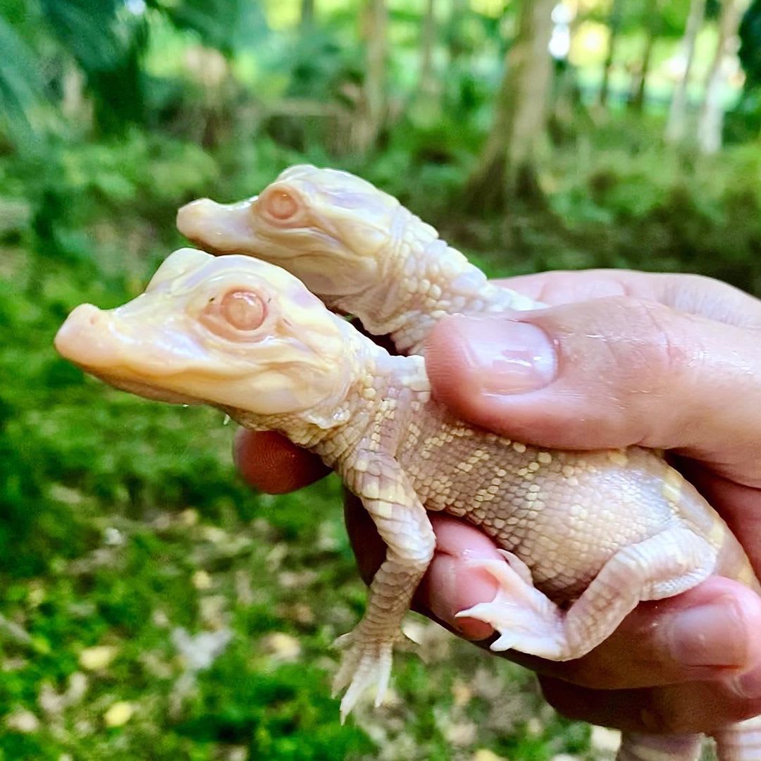 baby albino alligator for sale ChockFull EZine Frame Store