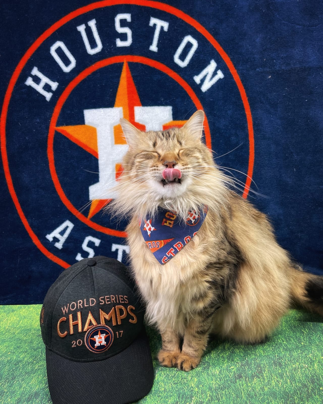 What Has More Lives: The Houston Astros or a Cat?