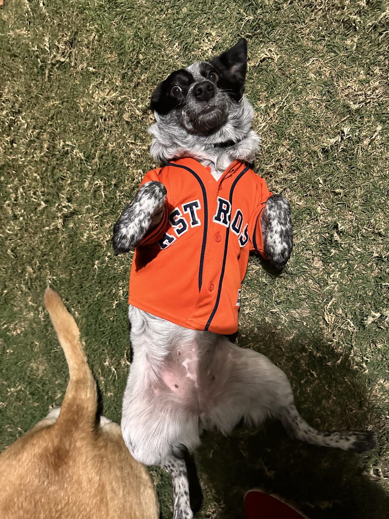 Giants Dog Jersey