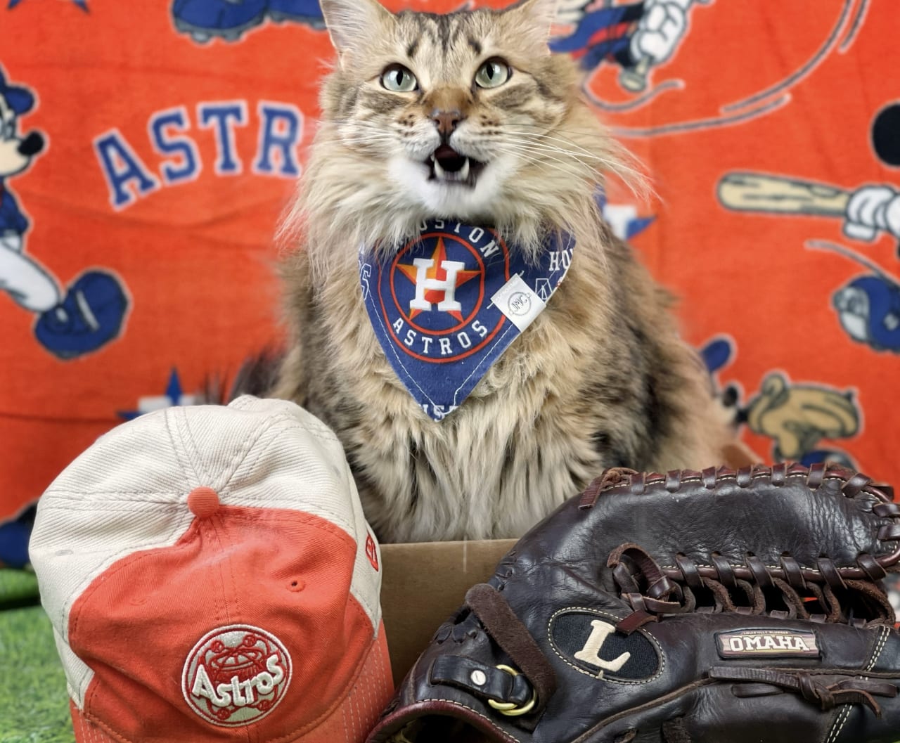 What Has More Lives: The Houston Astros or a Cat?