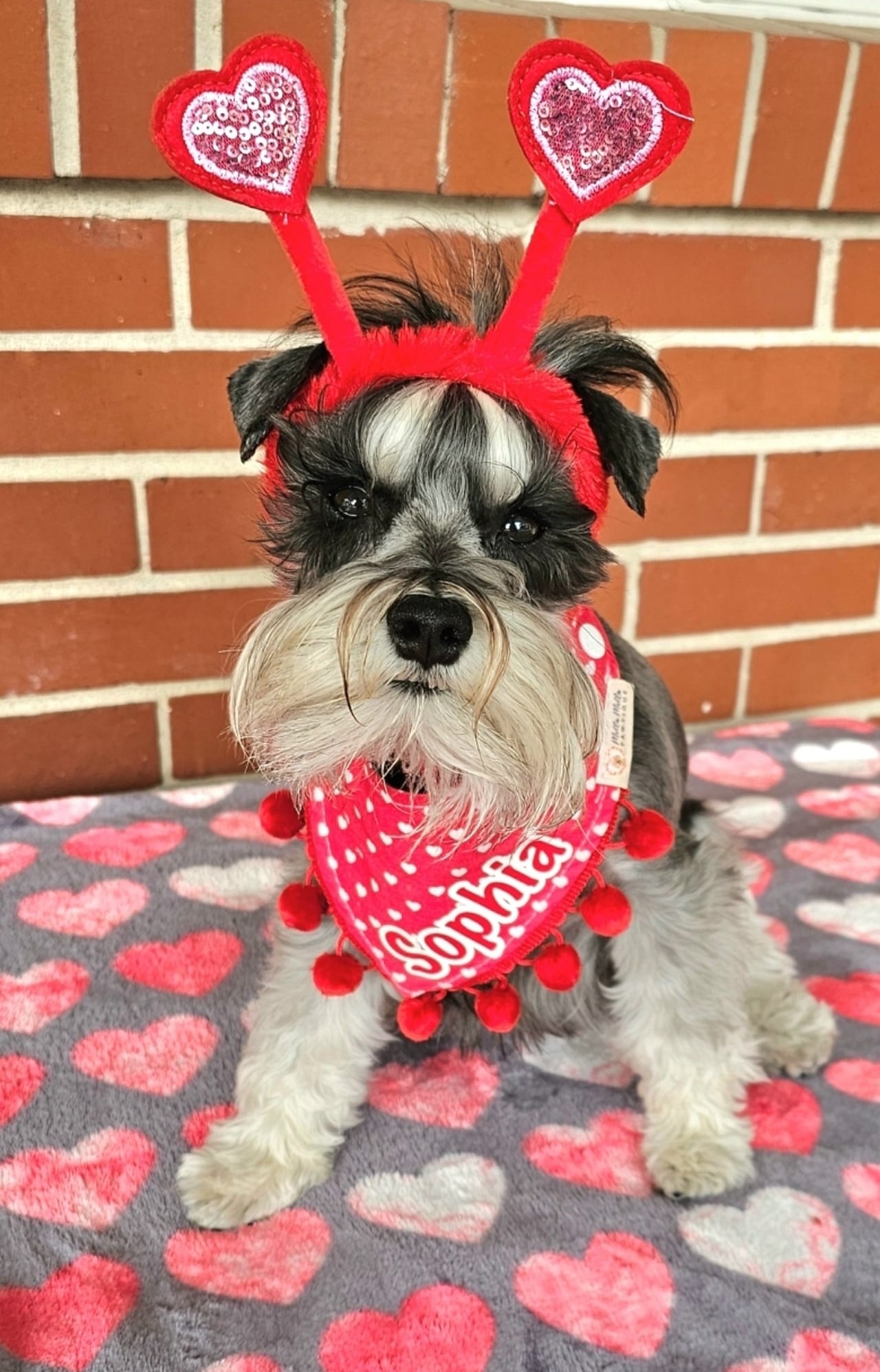 Angie's mini schnauzers