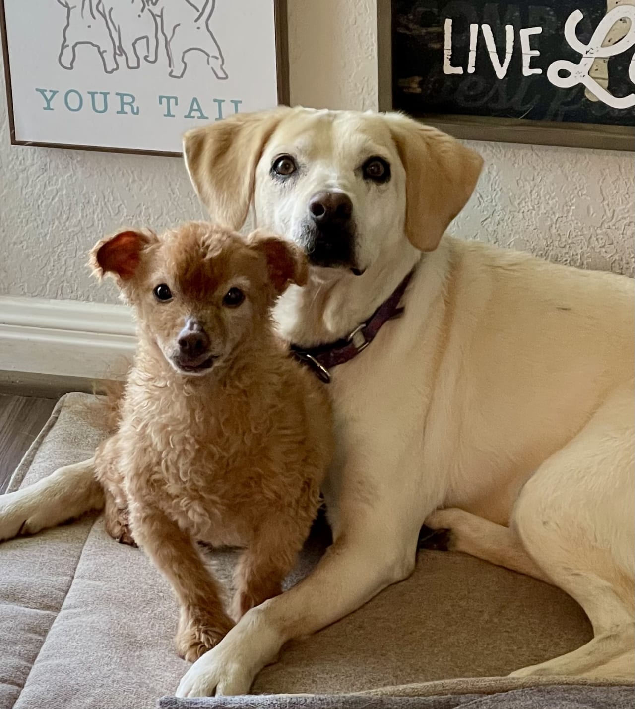 Chihuahua labrador cheap retriever mix