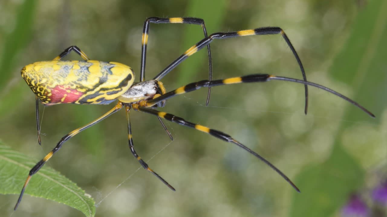 Japanese Joro spiders are spreading in the US, but not in Florida yet,  scientist says