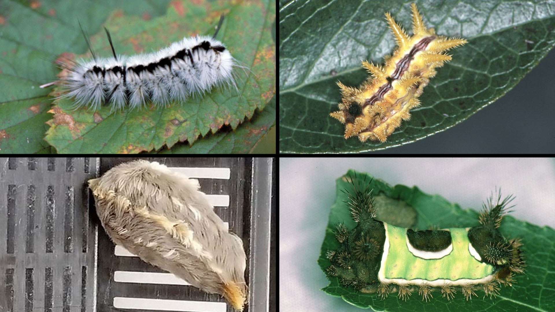 It S Stinging Caterpillar Season In Texas These Are The Ones To Avoid It S Stinging Caterpillar Season In Texas These Are The Ones To Avoid