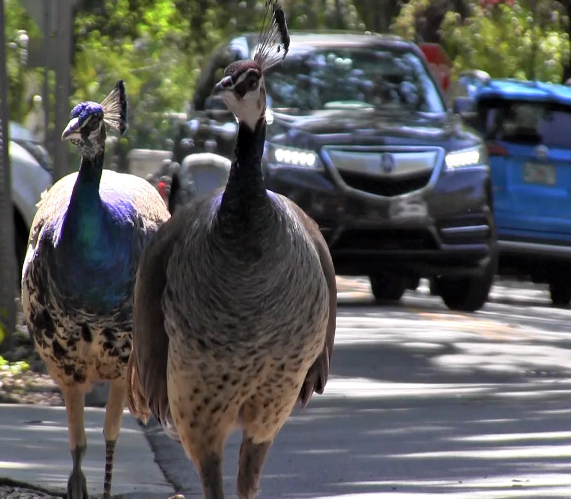 Miami-Dade Agrees To Do Something About Its Peacock Problem